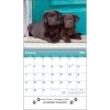 Puppies & Kittens Wall Calendar